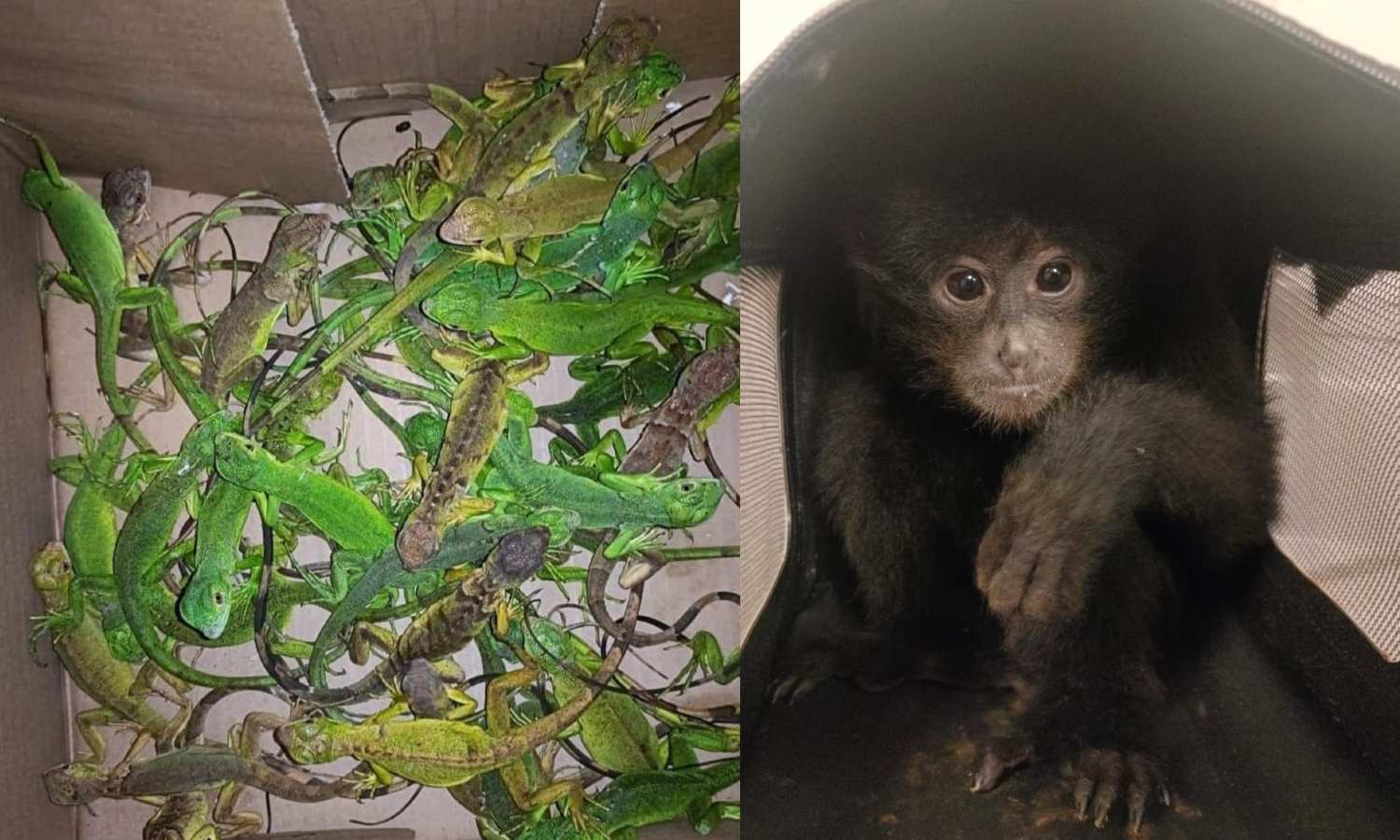 Exotic animals seized at Chennai airport; two held