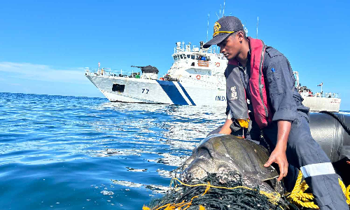 Olive Ridley turtle entangled in fishing nets rescued off Chennai coast Olive Ridley turtle entangled in fishing nets rescued off Chennai coast