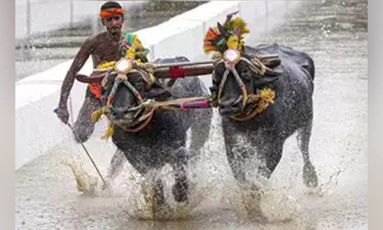 Karnataka government defends statewide Kambala buffalo race, counters PETA’s petition