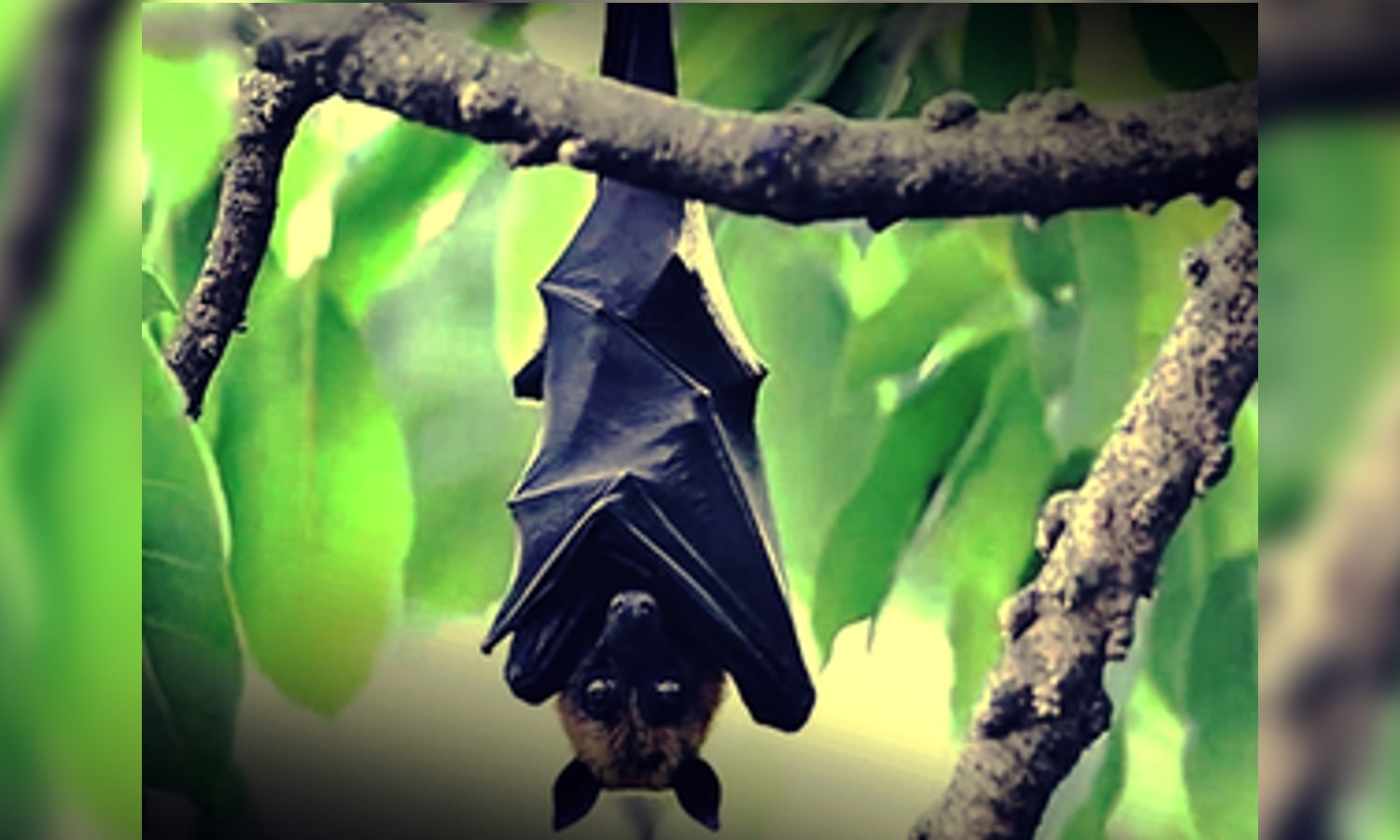 This Tamil Nadu village says no to firecrackers to protect Bat Grove