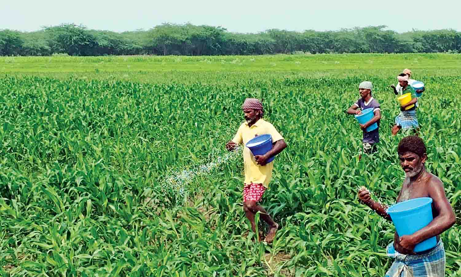 Thoothukudi dryland cultivators begin urea topdressing for better yield