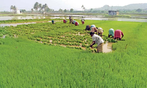Tamil Nadu Vivasaigal Sangam slams govt for engaging students for crop survey