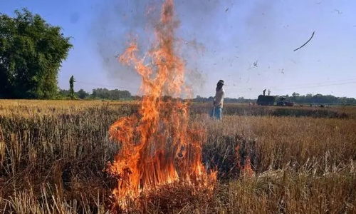 70% decrease in Punjabs stubble burning incidents: Report in NGT