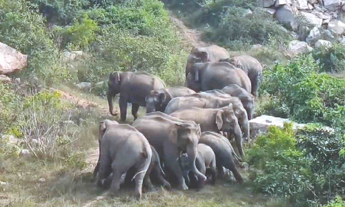 32 wild elephants arrive at Hosur from Karnataka, forest dept tells public to be cautious