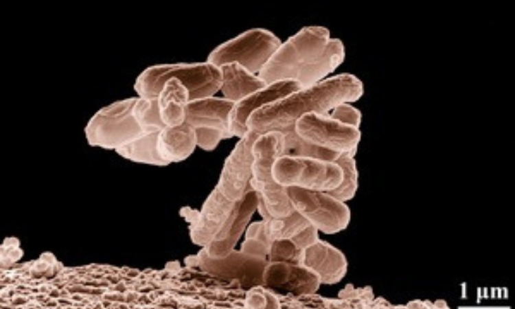 Single-use plastic bottles may be spreading antibiotic resistance: INST study