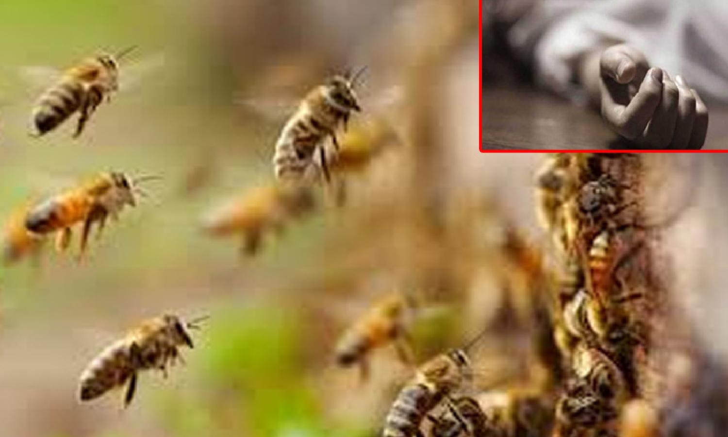 Man dies after bee attack in Odisha’s Mayurbhanj