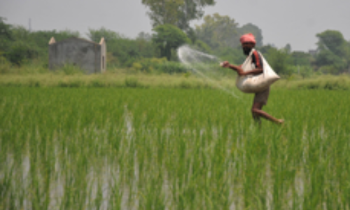Govt extends one-time package of up to Rs 3,850 cr to subsidise DAP, 2 crop insurance schemes Govt extends one-time package of up to Rs 3,850 cr to subsidise DAP, 2 crop insurance schemes