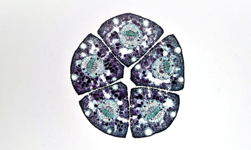 Research discovers new skeletal tissue with potential for regeneration: Study