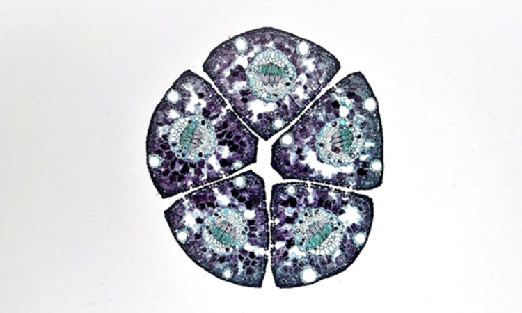 Research discovers new skeletal tissue with potential for regeneration: Study