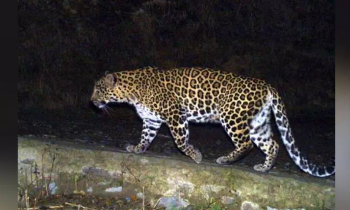 Minor girl killed in leopard attack in Gujarats Amreli; cages put up to trap feline