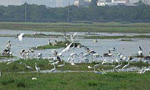 Surge in arrival of migratory birds in TNs Pallikaranai after removal of encroachments Surge in arrival of migratory birds in TNs Pallikaranai after removal of encroachments