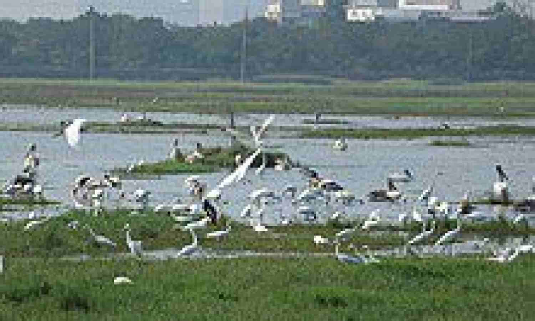 Surge in arrival of migratory birds in TNs Pallikaranai after removal of encroachments