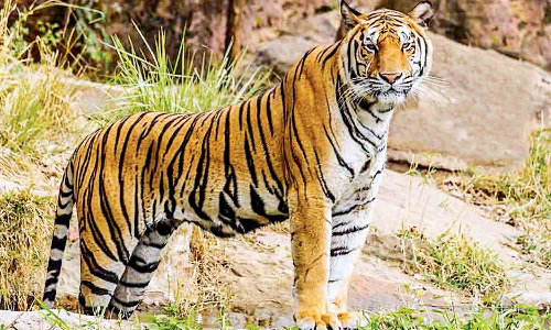 Sick tiger on prowl in Masinagudi; surveillance intensified