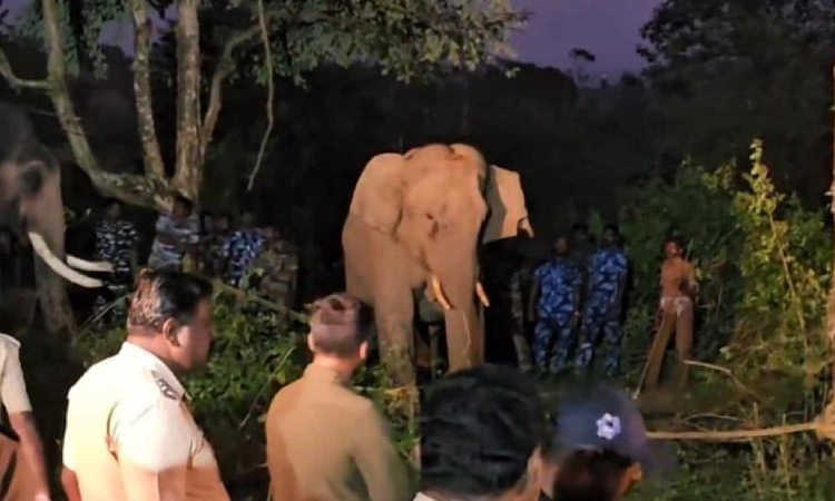 Rogue elephant ‘Bullet’ moved to Kodayar forest in Tirunelveli Rogue elephant ‘Bullet’ moved to Kodayar forest in Tirunelveli