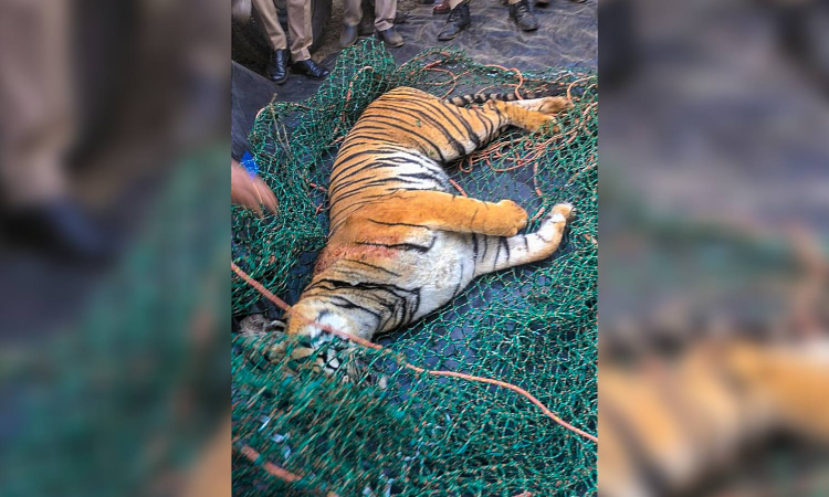 Wayanads man-eater tiger dead; hair, earrings of mauled woman found in its stomach Wayanads man-eater tiger dead; hair, earrings of mauled woman found in its stomach