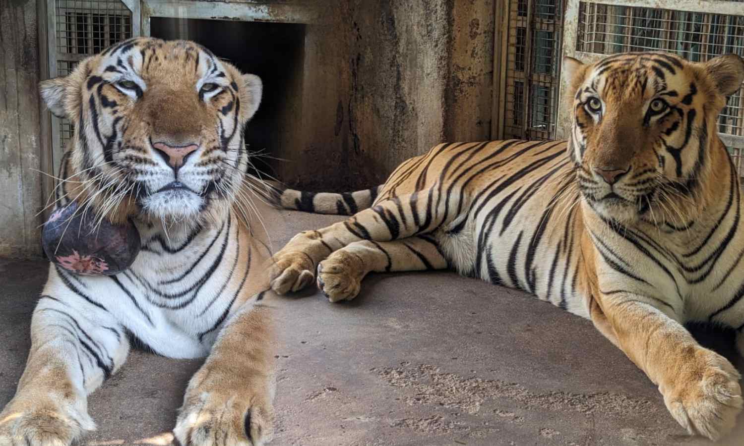 Nine-year-old tiger at Vandalur zoo undergoes successful surgery to remove tumour
