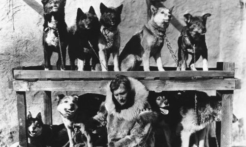 Mushers and dogs braved a horrific Alaska winter to deliver lifesaving serum 100 years ago
