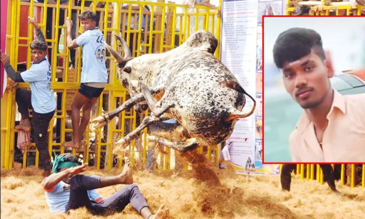 Youth dies after bull gores his throat in Kumarapalayam jallikattu Youth dies after bull gores his throat in Kumarapalayam jallikattu
