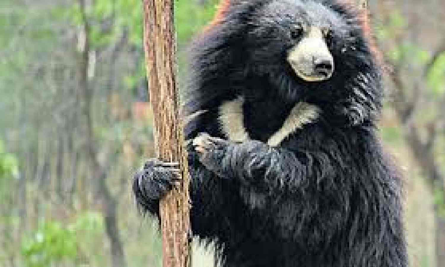 Nilgiris villagers seek measures to keep away sloth bears