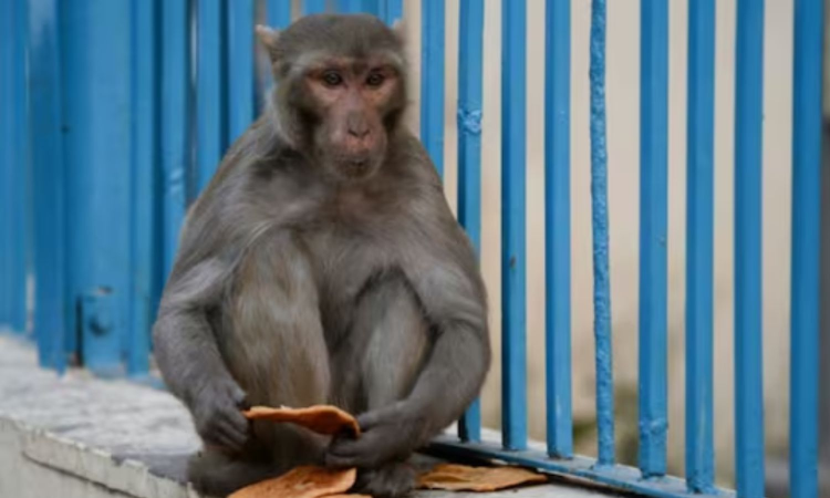 Sri Lanka suffers power outage due to a monkey Sri Lanka suffers power outage due to a monkey