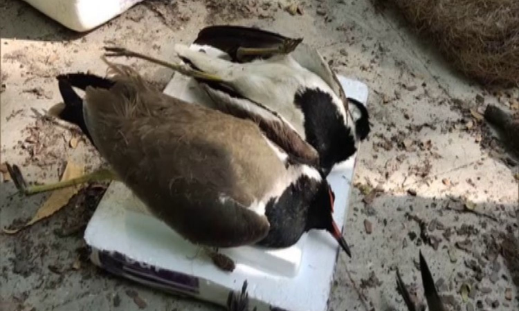 325 birds culled after avian flu outbreak at Ranchi poultry farm 325 birds culled after avian flu outbreak at Ranchi poultry farm