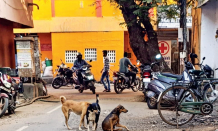 Chennai Citizen Connect: Residents of Ekkatuthangal wary of uncontrolled dog menace Chennai Citizen Connect: Residents of Ekkatuthangal wary of uncontrolled dog menace