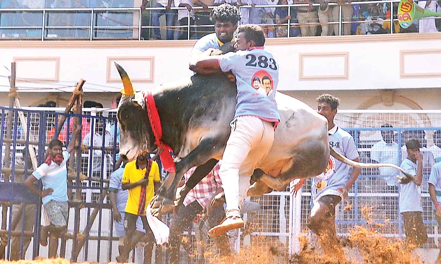 36 injured in jallikattu held at Kalaignar Centenary arena near Alanganallur