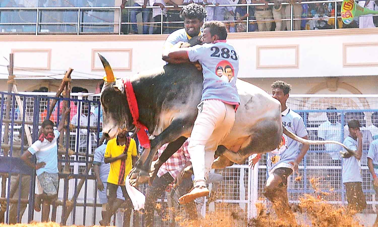 36 injured in jallikattu held at Kalaignar Centenary arena near Alanganallur