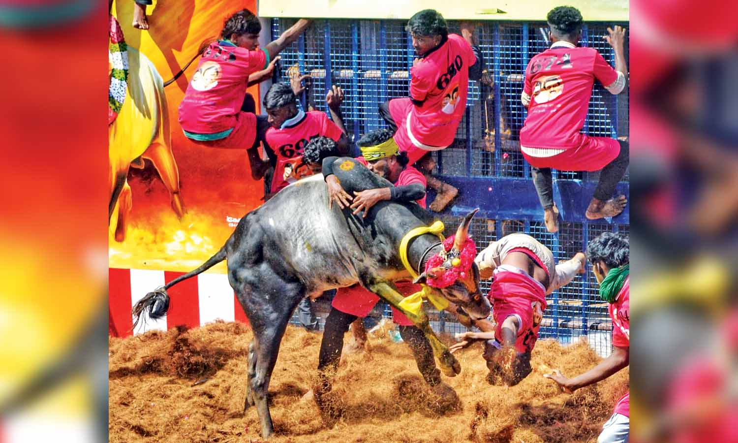 33 injured in Jallikattu at Kalaignar Centenary Arena in Madurai