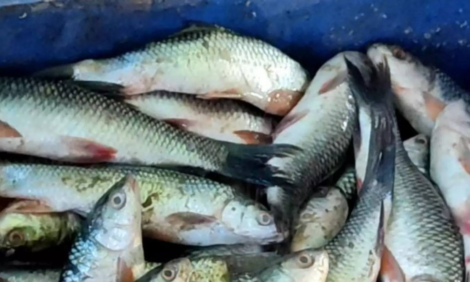 167 kg of rotting fish seized from Pattukkottai fish market; 5 shops sealed