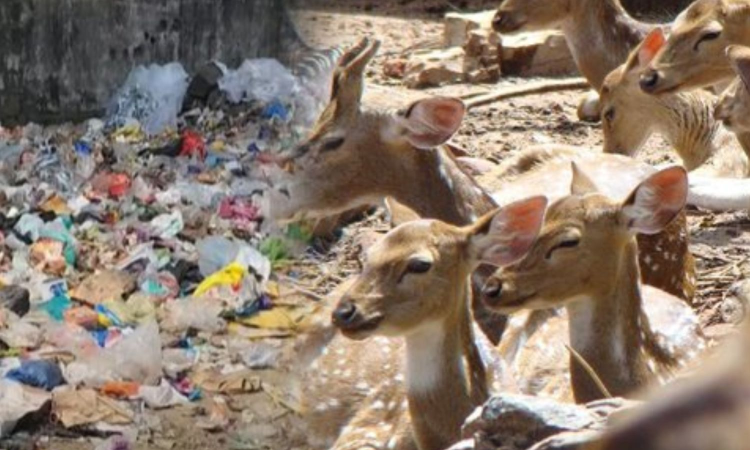 Deer dies after consuming plastic waste in Vandalur forest