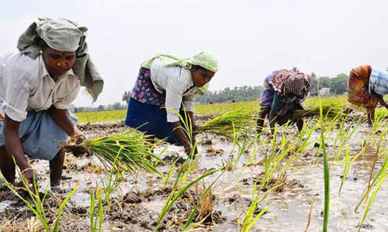Inadequate Fengal aid: TN Farmers urge State to pressure Centre to declare national disaster