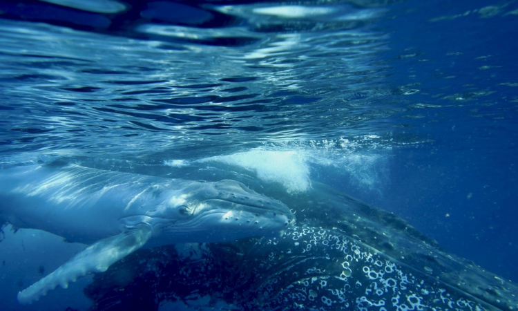 Humpback Whales Sing the Way Humans Speak Humpback Whales Sing the Way Humans Speak