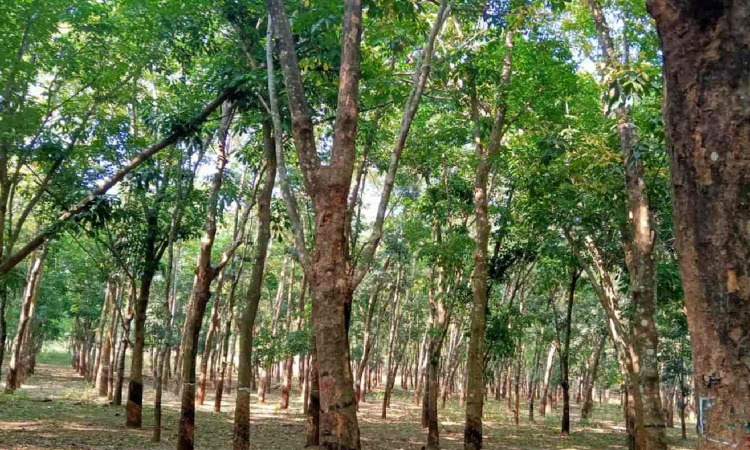 Kanniyakumari  rubber workers oppose outside tappers