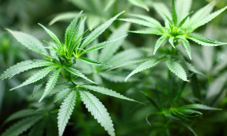 Five college students arrested in Coimbatore for growing ganja plants in rental room Five college students arrested in Coimbatore for growing ganja plants in rental room