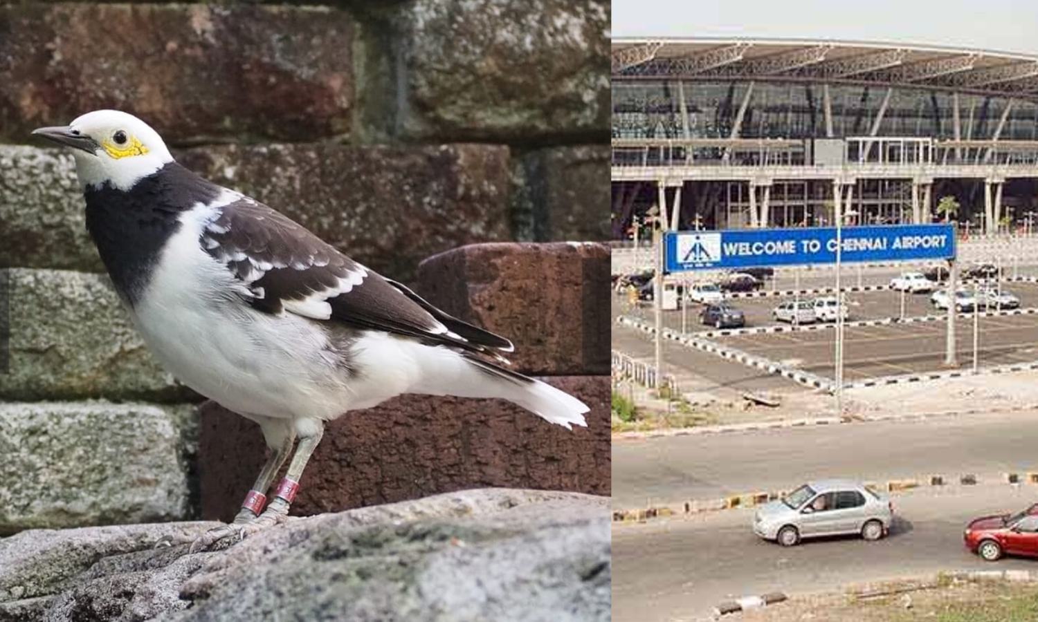 Exotic birds die of suffocation during smuggling attempt at Chennai airport Exotic birds die of suffocation during smuggling attempt at Chennai airport