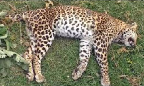 Captured leopard dies due to likely attack by another carnivore in Coimbatore