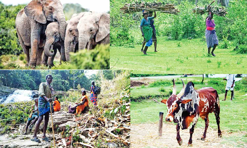 Forest rights, tiger reserve rules keep tribes vulnerable in TN