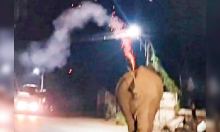 Coimbatore forest dept initiates inquiry into hurling of crackers on Bahubali elephant