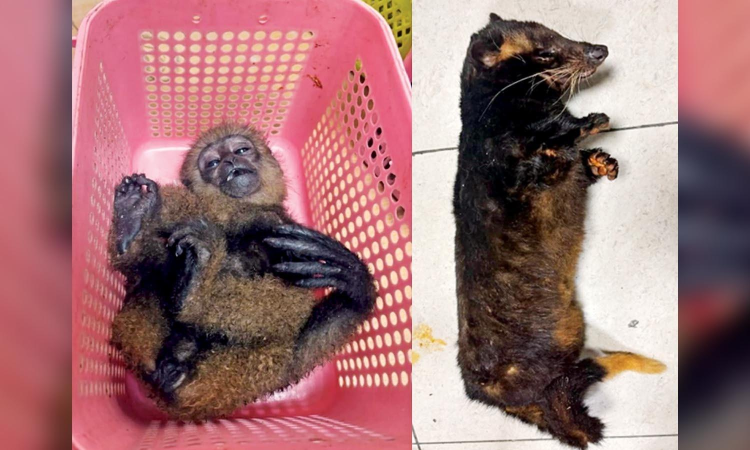 Three smuggled exotic animals die, flyers from Malaysia held Three smuggled exotic animals die, flyers from Malaysia held