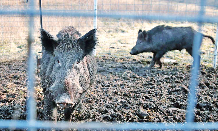 Tamil Nadu: Remote-controlled cages is Forest depts solution to wild boar menace Tamil Nadu: Remote-controlled cages is Forest depts solution to wild boar menace
