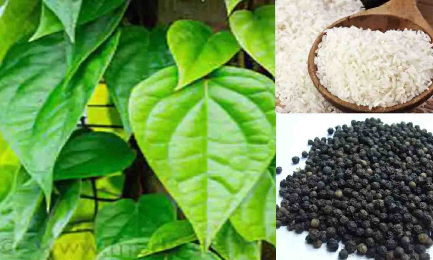 TN Agri Budget 2025-26: GI tag to set up for five agricultural products