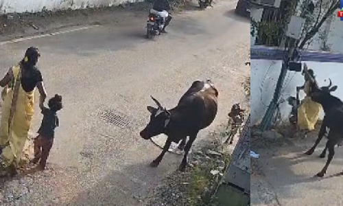 WATCH | Stray cow gores woman in latest cattle attack in Chennai