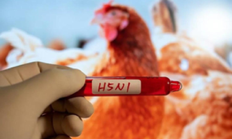 Younger adults, kids will benefit more from H5N1 vaccines: Study