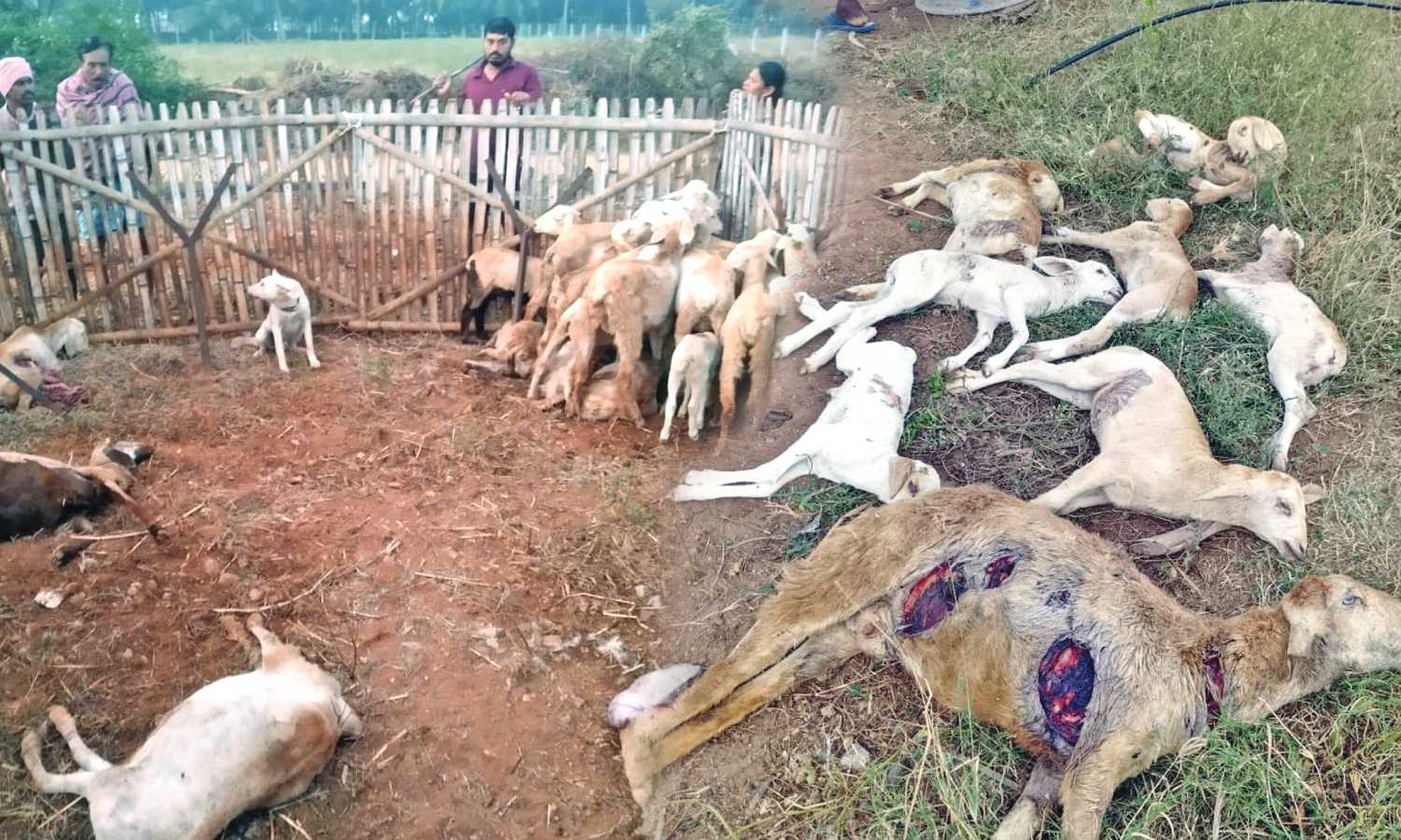 18 goats mauled in suspected animal attack in Coimbatore