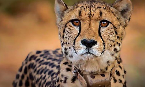Cheetah, 4 cubs to be released into wild in MPs Kuno National Park Cheetah, 4 cubs to be released into wild in MPs Kuno National Park