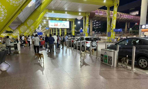 Chennai Airport launches Indias first stray dog management programme