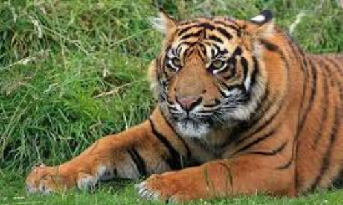 Tiger shot dead during tranquilising mission in Idukki