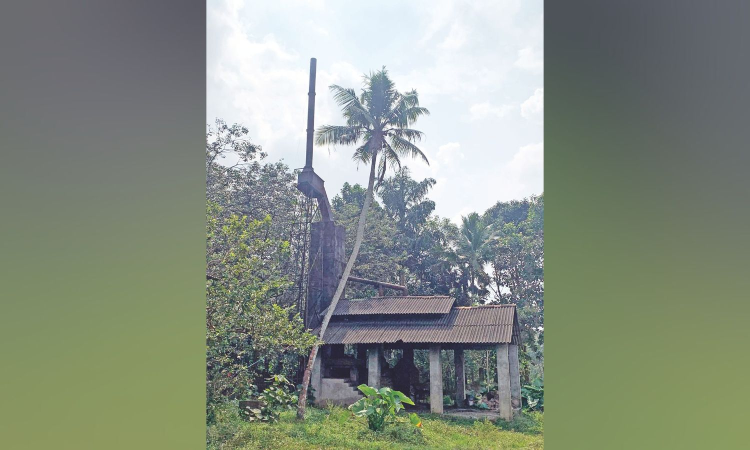 Stakeholders hope creation of TN Cashew Board will give new impetus to processing industry