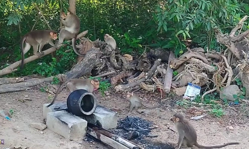 Monkey menace irks Malaiyankulam villagers